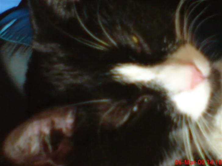 Huskat Miss Black Mystic <3 R.I.P :'( - nooj.. hvor er jeg træt.. mine øjenlåg vil bare ikke blive oppe! billede 8