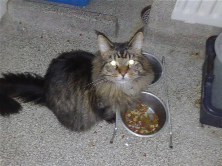 Maine Coon Loke - Når der var den mange tak billede 9