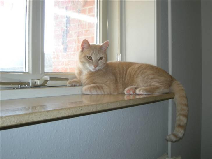 Huskat Grynte - " Æv, - vi kan ikke komme ud i det fine vejr..!! " billede 8