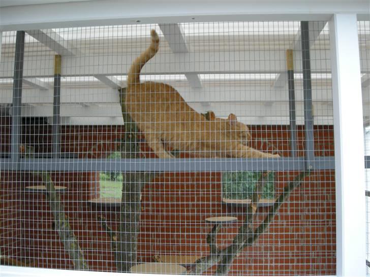 Huskat Grynte - Brormand igang med morgen-gymnastikken... :o) billede 10