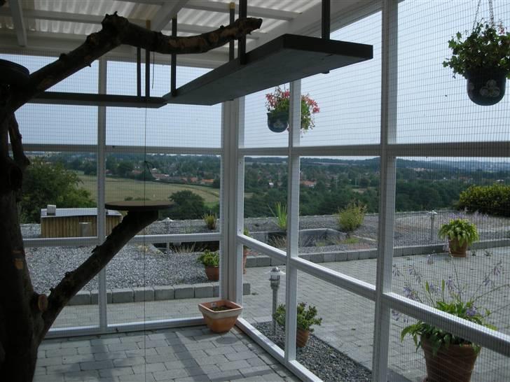 Huskat Grynte - Her er udsigten fra Kattelemmen...! billede 11