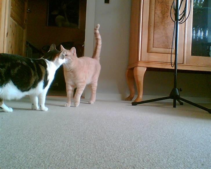 Huskat Grynte - " Hej Moster Mitzy " !! billede 12