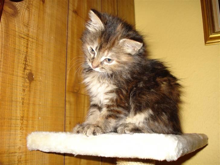 Norsk Skovkat Minie billede 20