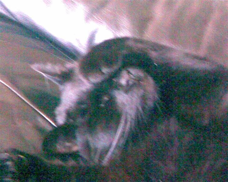 Blanding af racer Mickey  - Mickey sover :D billede 1