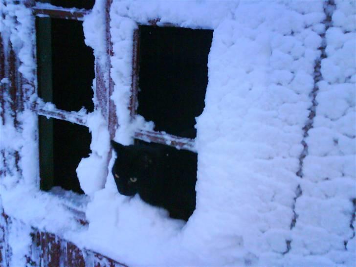 Blanding af racer Mickey  - Han sidder og kigger på sneen :D billede 2