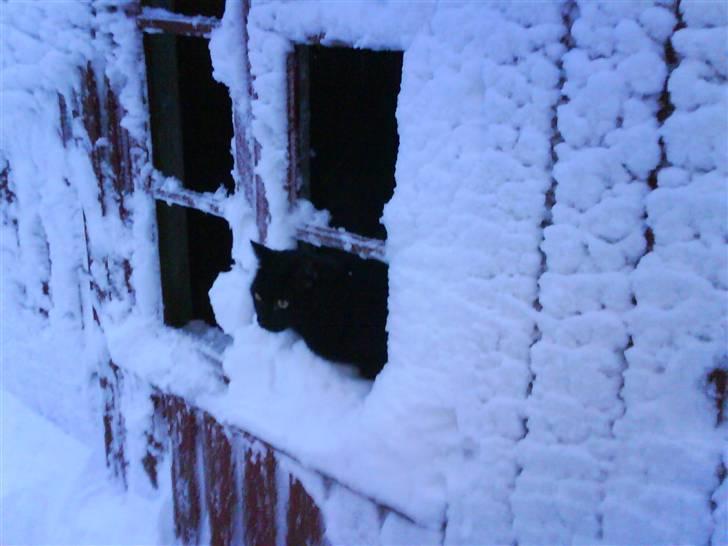 Blanding af racer Mickey  - Kigger stadig :b billede 3