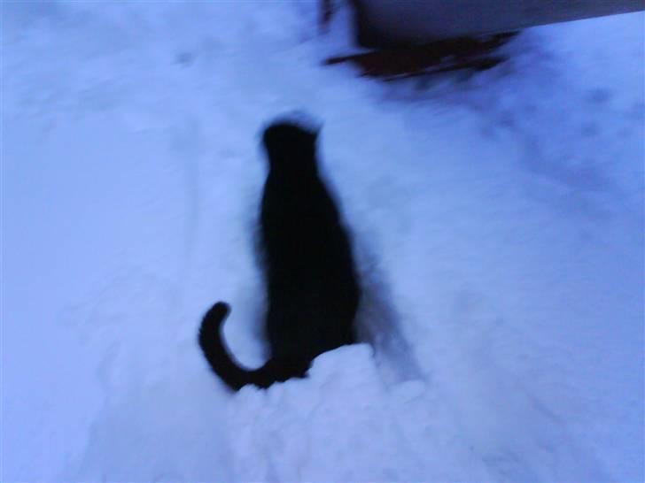 Blanding af racer Mickey  - Hopper igennem sneen :b billede 4