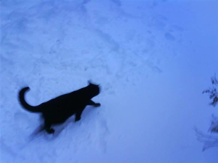 Blanding af racer Mickey  - Sne d: billede 5