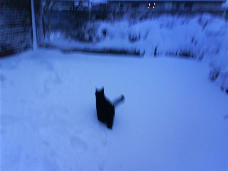 Blanding af racer Mickey  - Stadig sne :b billede 6