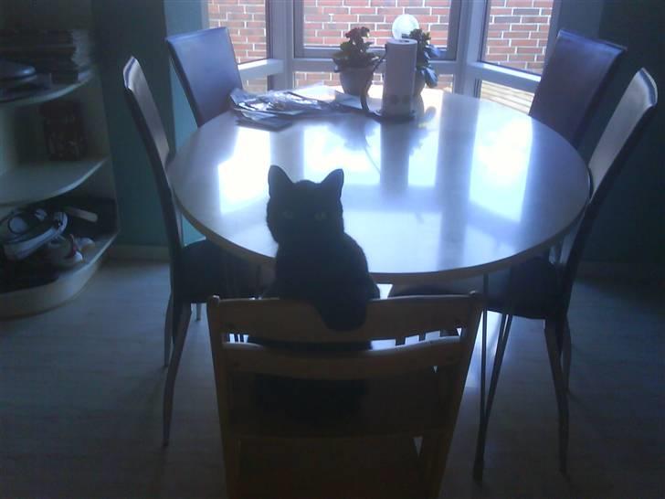 Blanding af racer Mickey  - Nurh :D billede 7