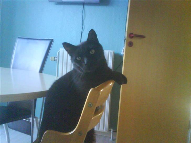 Blanding af racer Mickey  - Er han ikke sød? :D billede 8