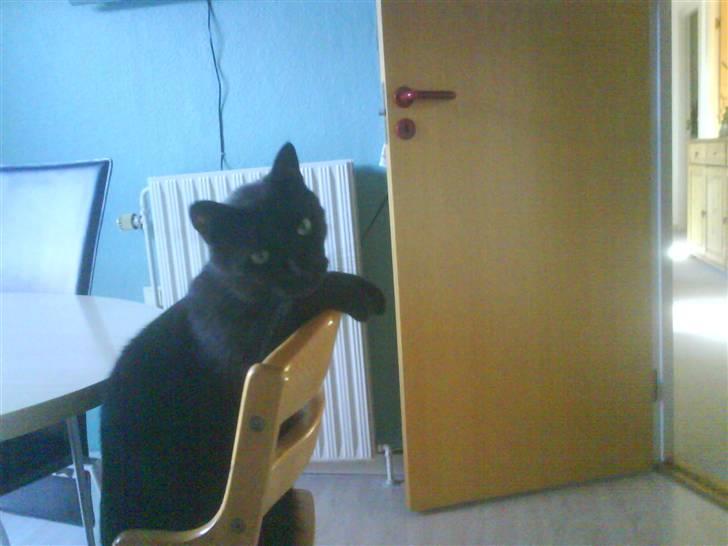 Blanding af racer Mickey  - Sødt xD billede 9