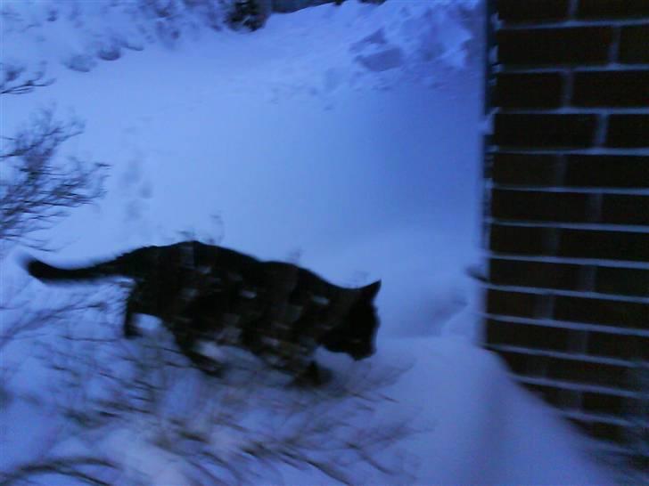 Blanding af racer Mickey  - Han vil gerne ind :) billede 10