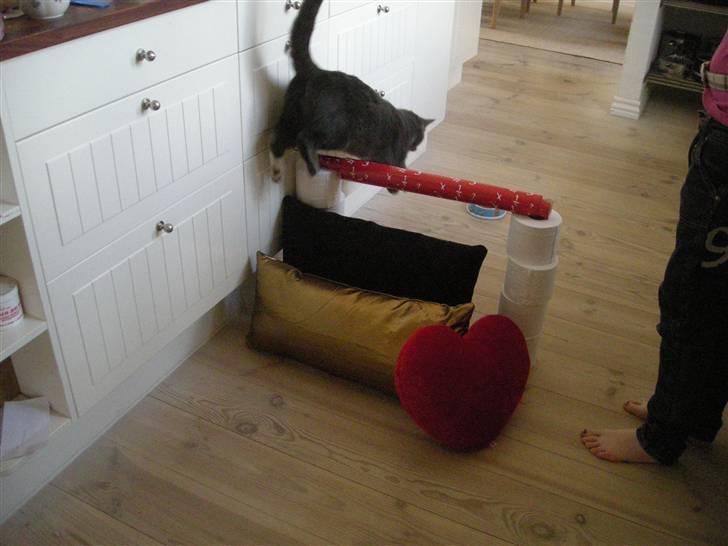 Blanding af racer Mr. Mickey..<"3 billede 20