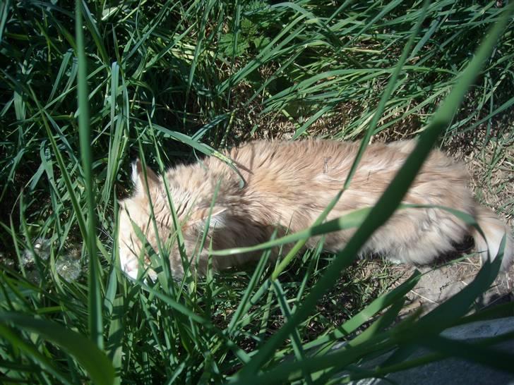 Maine Coon DK Nakipa`s Obsession billede 2