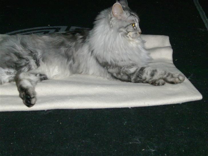 Maine Coon shadow billede 6