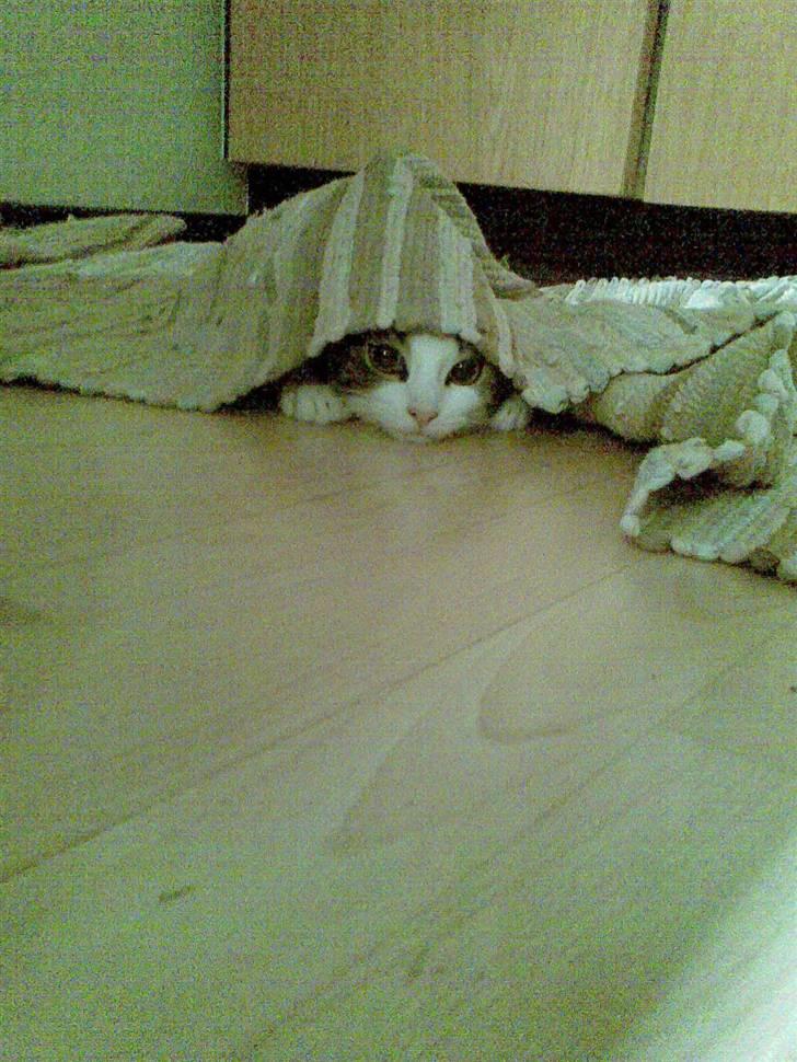 Huskat Futte - Haha mor, du kan ikk finde mig nu:P billede 15