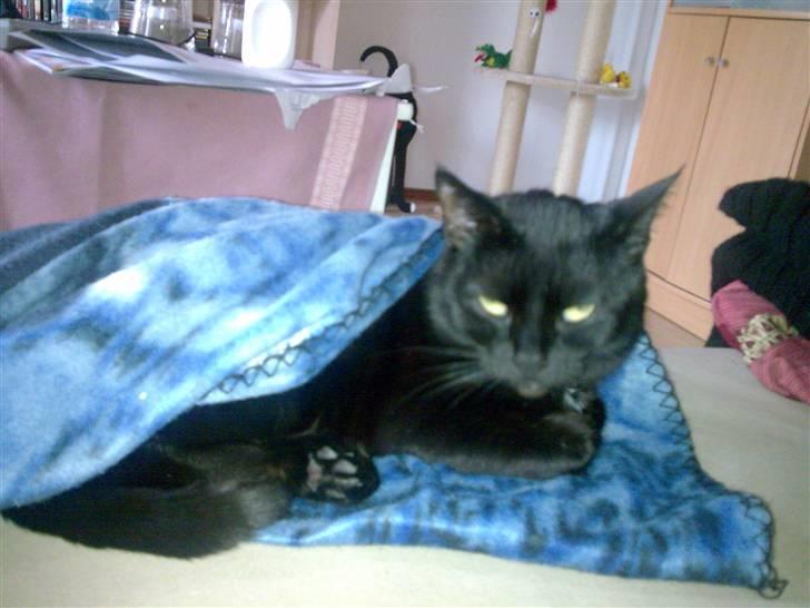 Huskat Pjevsen billede 19