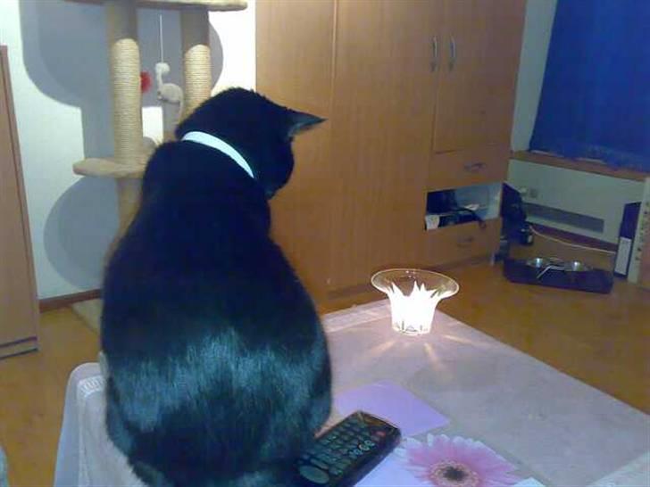 Huskat Pjevsen billede 20