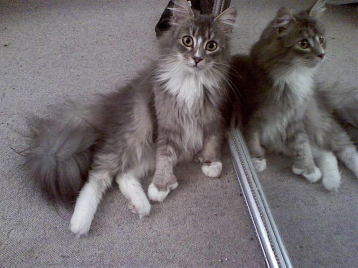 Maine Coon Emmy - flyttet - Åh åh.. Så så man lige sit eget spejlbillede :) billede 5
