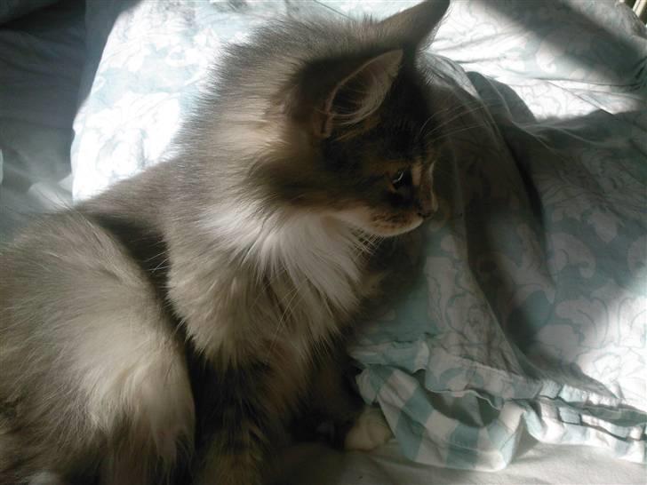 Maine Coon Emmy - flyttet billede 6