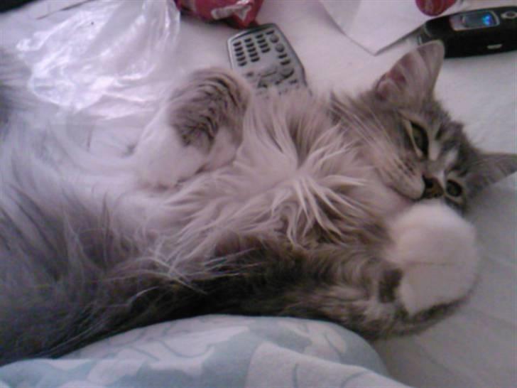 Maine Coon Emmy - flyttet billede 7