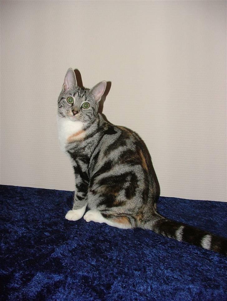 Huskat Boogie Woogie - November 2008 billede 1