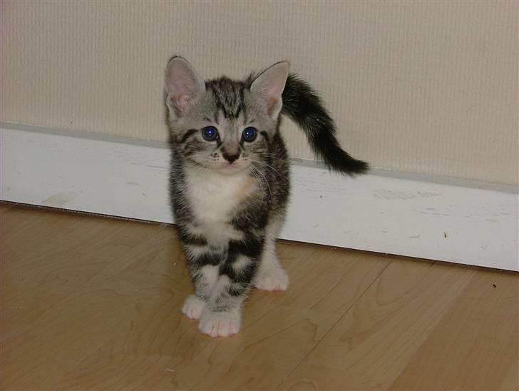 Huskat Boogie Woogie billede 4