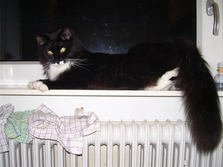 Blanding af racer Musti - hejsa kom og kæl mig billede 10