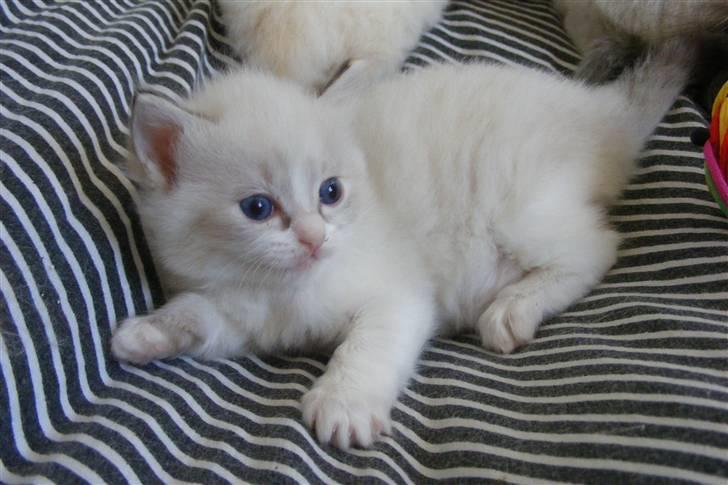 Ragdoll Gaia billede 2