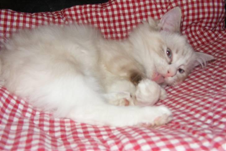 Ragdoll Gaia billede 3