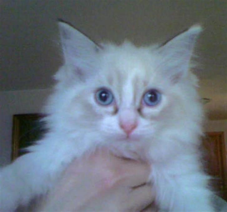 Ragdoll Gaia billede 4