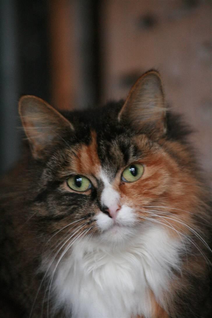 Blanding af racer Stritter billede 1