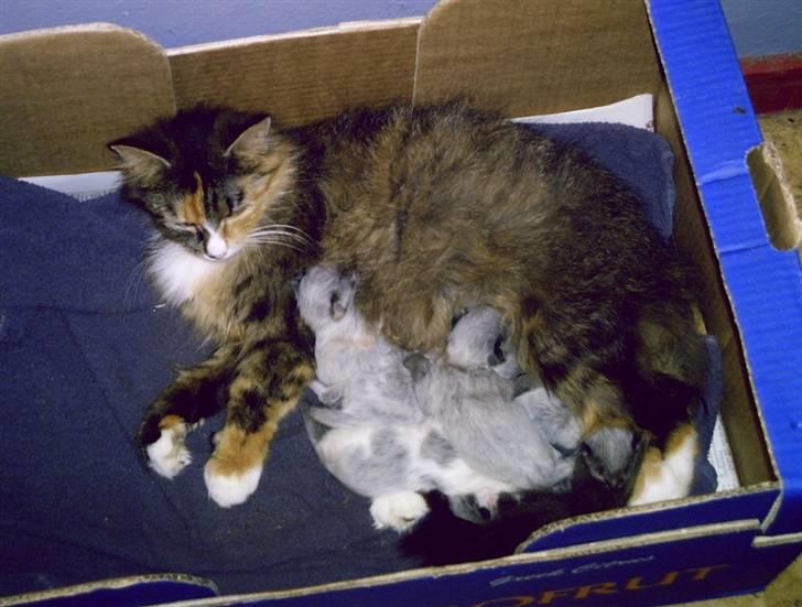 Blanding af racer Stritter billede 2