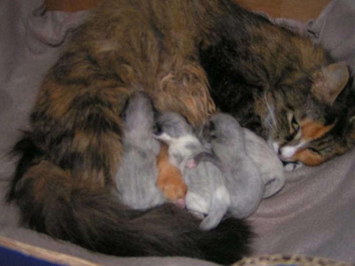 Blanding af racer Stritter billede 4