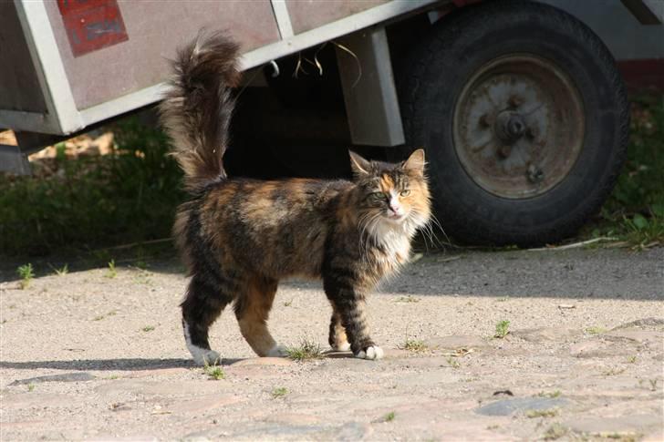 Blanding af racer Stritter billede 5