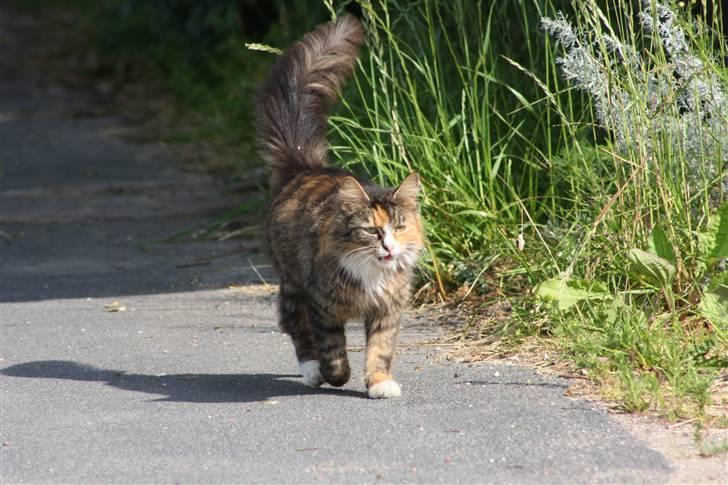 Blanding af racer Stritter billede 6