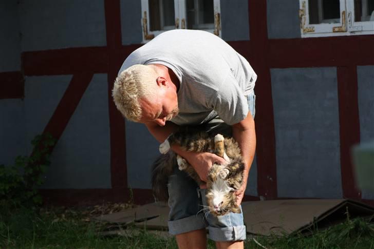 Blanding af racer Stritter billede 8