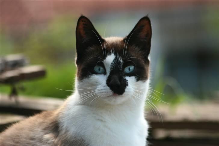 Blanding af racer Diva billede 1