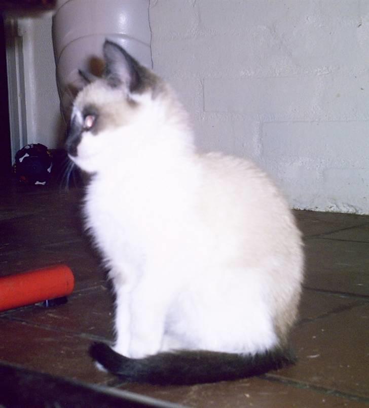 Blanding af racer Diva billede 2