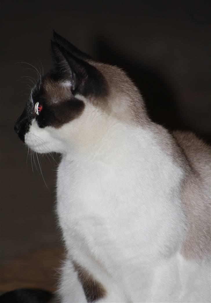 Blanding af racer Diva billede 3