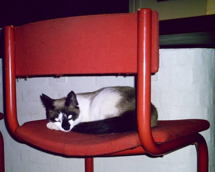 Blanding af racer Diva billede 4