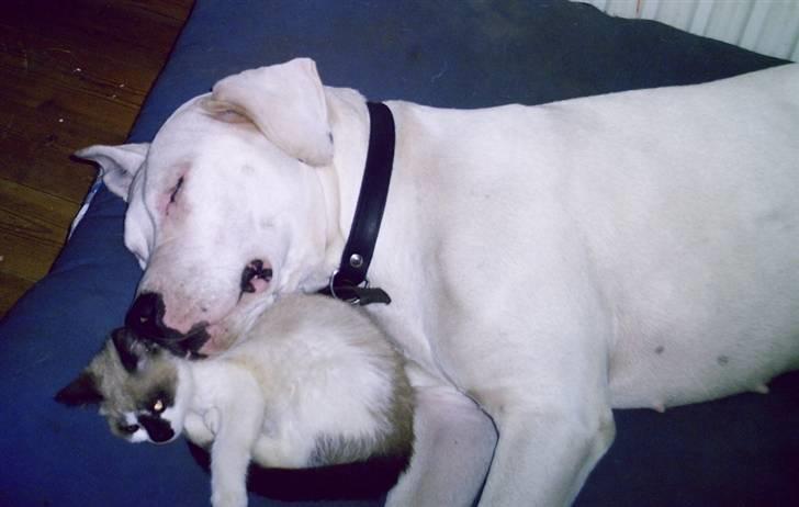 Blanding af racer Diva billede 5