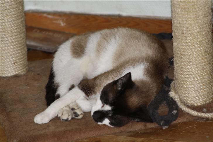 Blanding af racer Diva billede 6