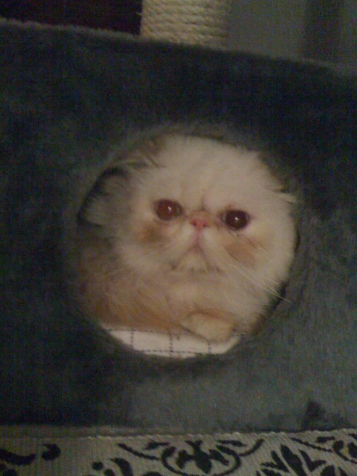 Colorpoint DK Lai-An´s True Love billede 1