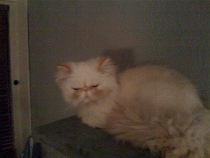 Colorpoint DK Lai-An´s True Love billede 2