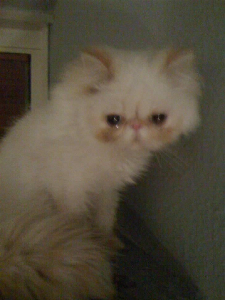 Colorpoint DK Lai-An´s True Love billede 3