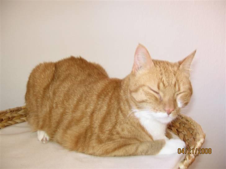 Huskat Chili - Kattegræs, jubii. billede 1