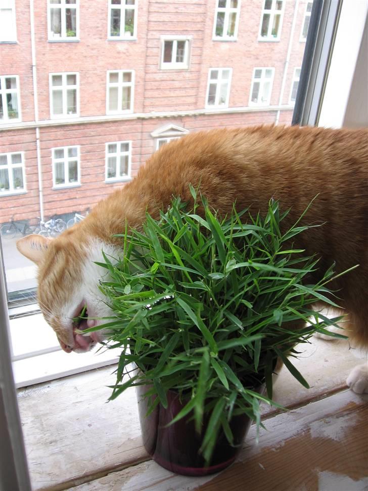 Huskat Chili - kattegræs billede 3