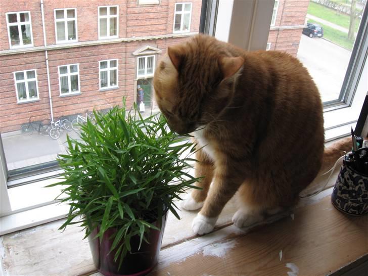 Huskat Chili - Kattegræs billede 4